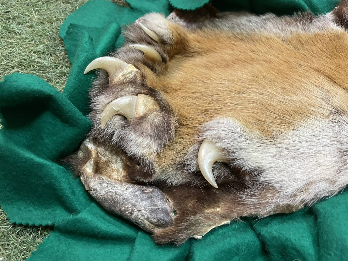 虎 トラ 敷物 剥製 国際希少野生動植物登録表付き 全長275cm の画像7