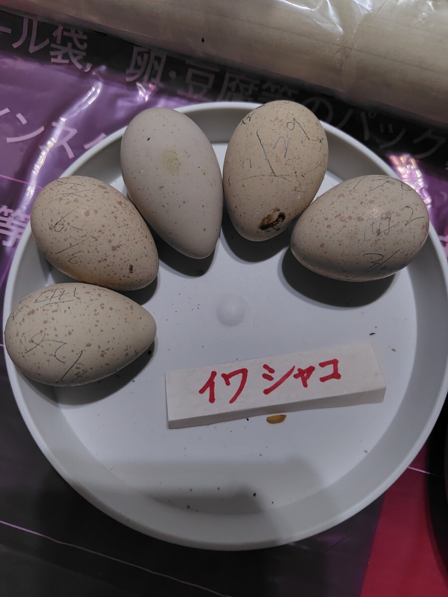 イワシャコとアルビノの卵の画像4