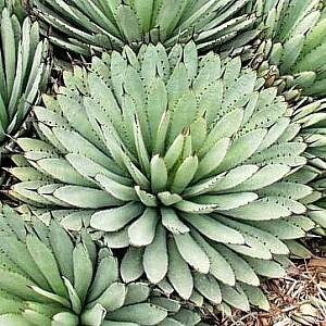 【種子】アガベ・マクロアカンサ　Agave macroacantha　種子50粒【送料無料】_成長株のイメージです