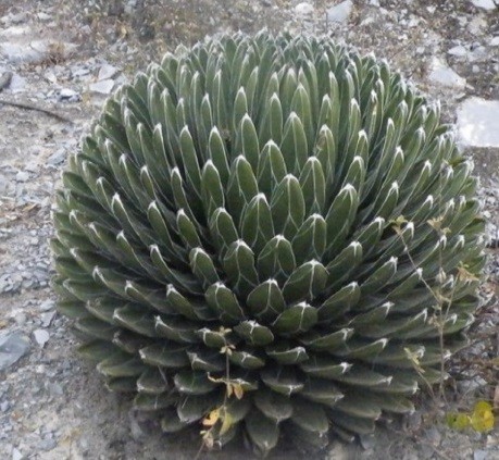【種子】アガベ　ビクトリア レジーナ(笹の雪) agave victoriae-reginae 　種子50粒【送料無料】_成長株のイメージです