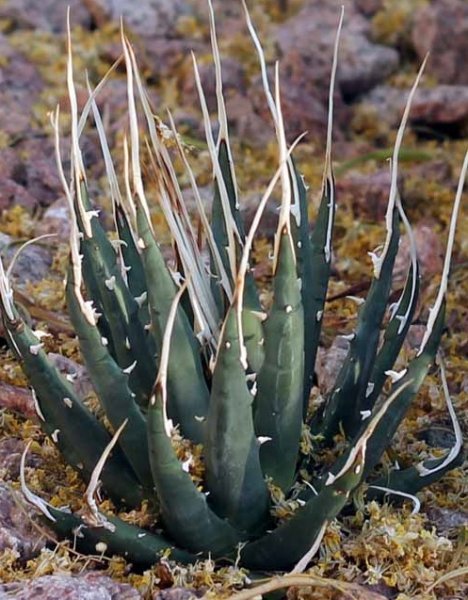 【種子】アガベ ユタヘンシス・エボリスピナ agave utahensis eborispina  種子10粒【送料無料】の画像1