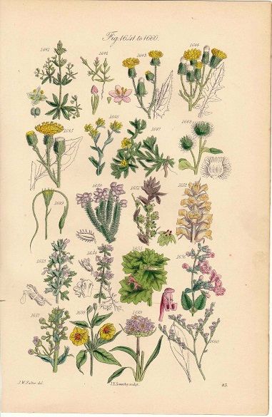 1890年代　アンティークボタニカルアート　イギリス　サワビー　寄生植物　ネナシカズラ属　ハマウツボ属　ヒース（エリカ）他_画像1