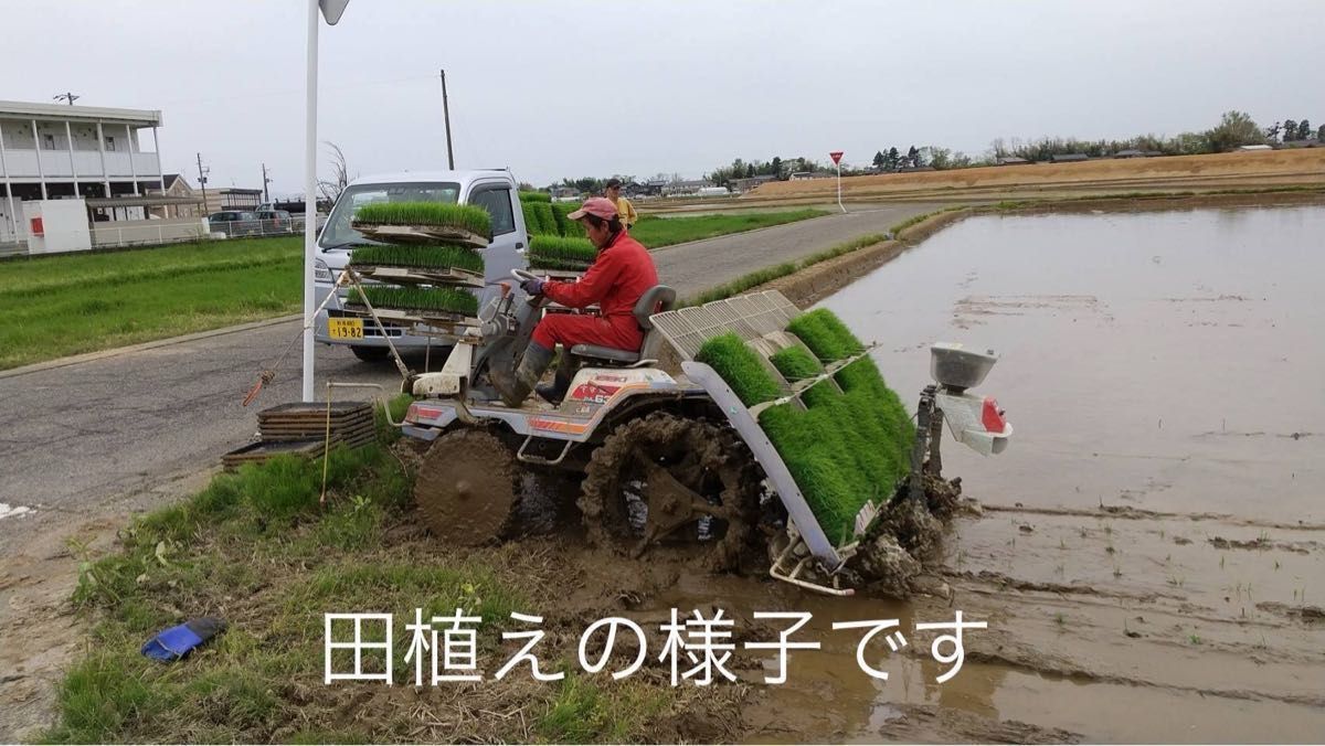 特別栽培 新潟の高級米 新之助 玄米 30㌔  新潟県産 田植え後農薬は除草剤のみ 配達時間帯指定、10㌔袋小分け承ります！