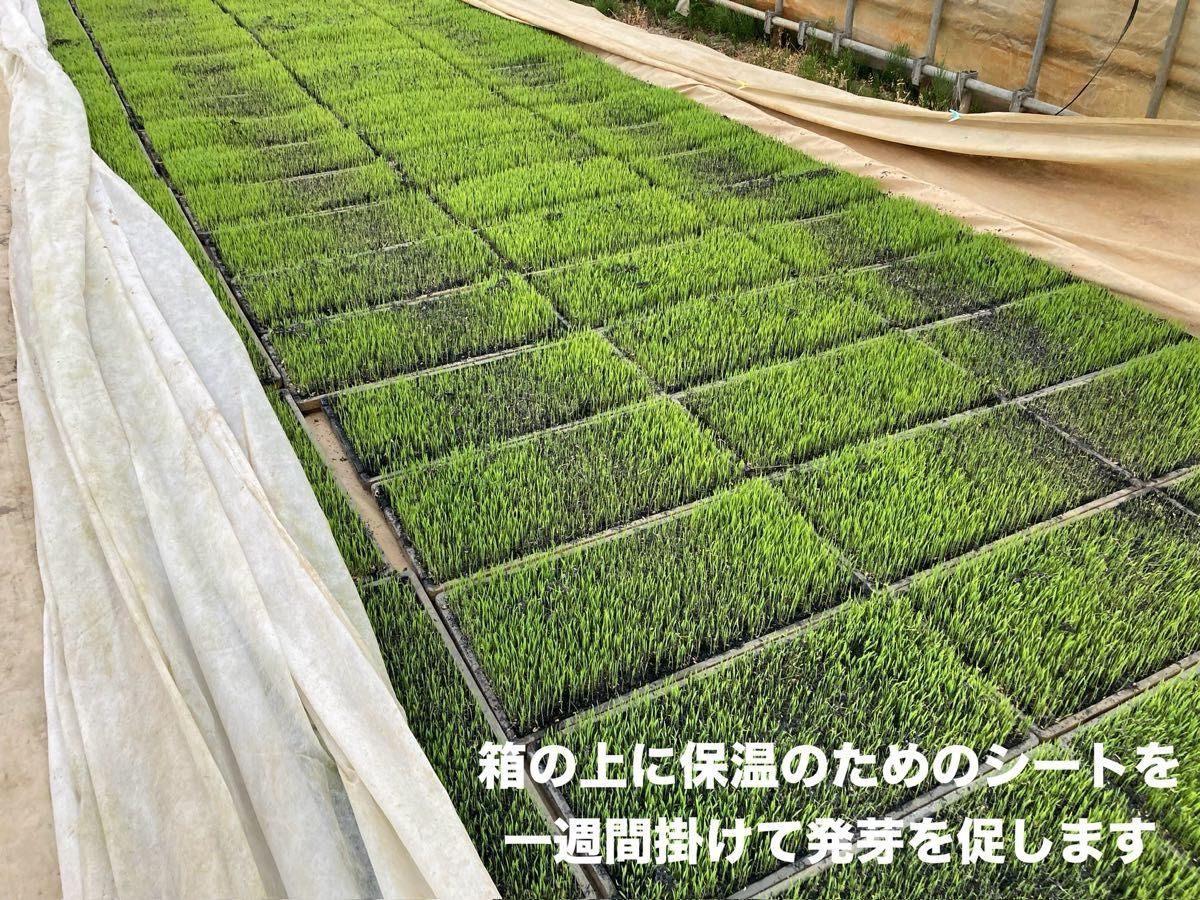 特別栽培 新潟の高級米 新之助 玄米 30㌔  新潟県産 田植え後農薬は除草剤のみ 配達時間帯指定、10㌔袋小分け承ります！