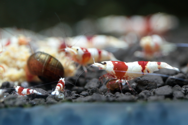 ☆Red Star Shrimp☆レッドビー保障込み15匹の出品　発送日は29日指定_画像5