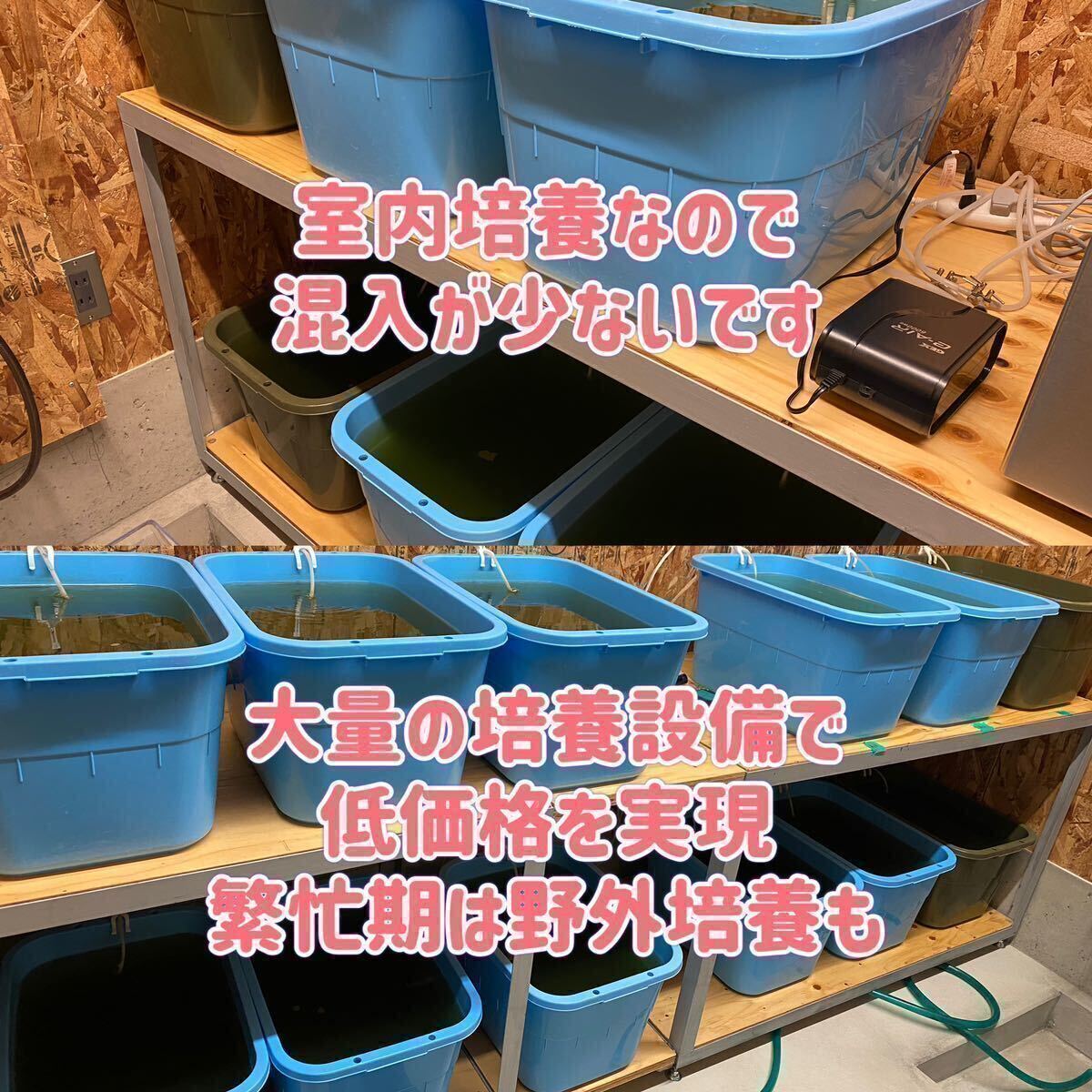 タマミジンコ 50g めだか ベタ 金魚 などの餌に 1日1名限定　高品質、最安値を心がけております。※相場によって料金は変動します　_画像4