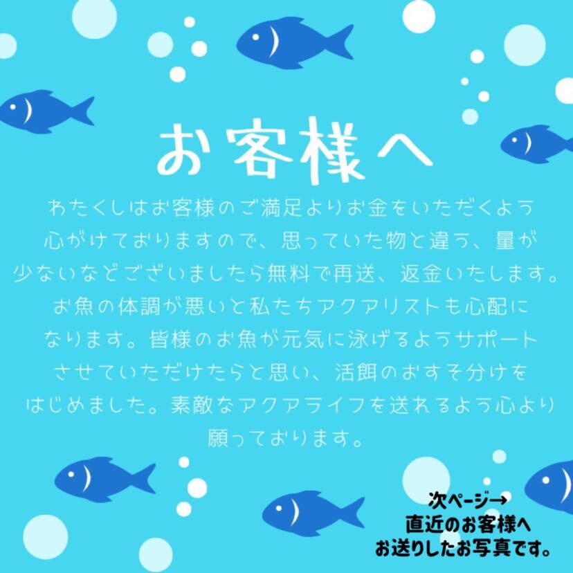 タマミジンコ 50g めだか ベタ 金魚 などの餌に 1日1名限定　高品質、最安値を心がけております。※相場によって料金は変動します　_画像7