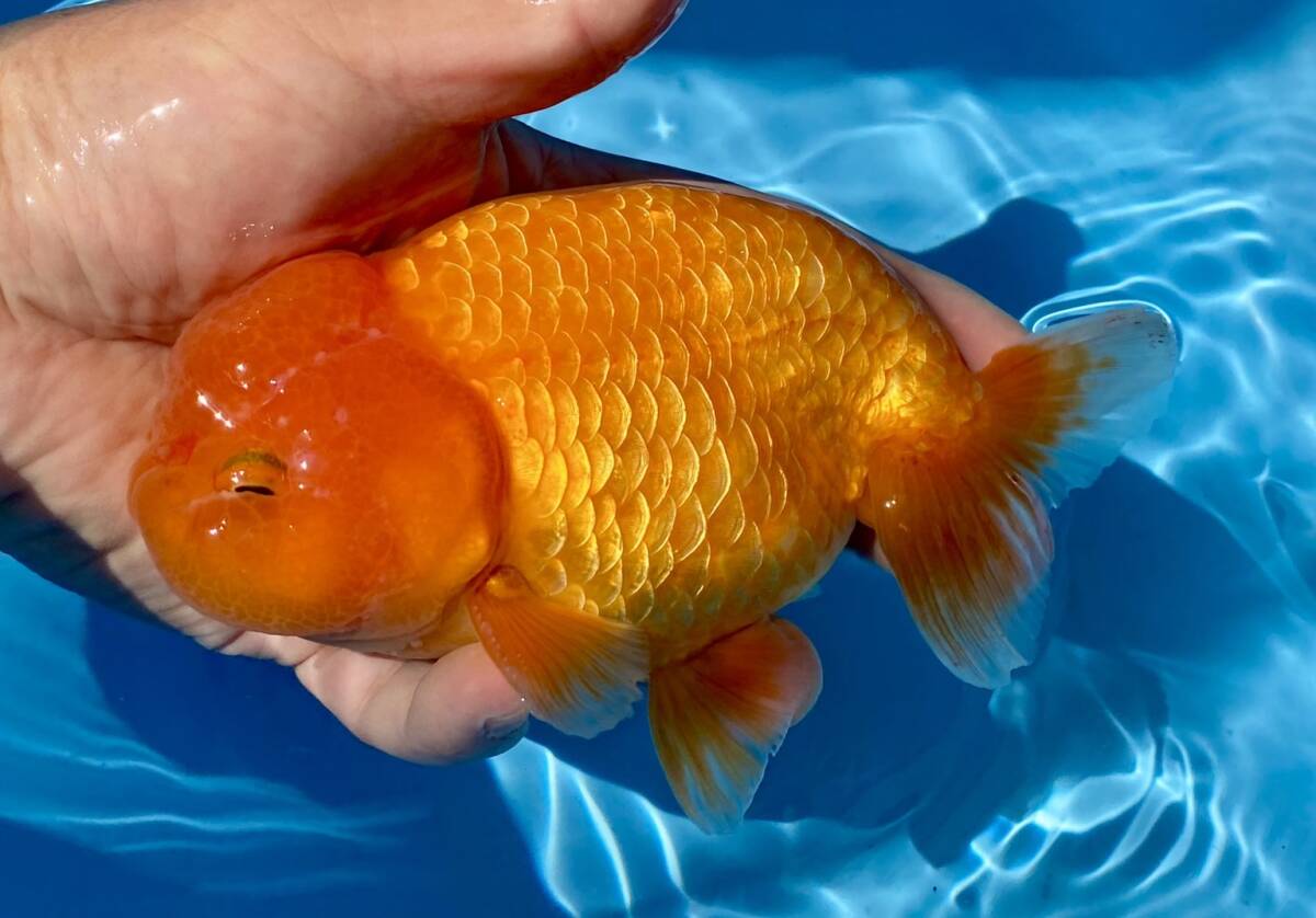 8*BIG Aichi production golgfish *3 -years old 16.5cm male * same day successful bid 3 and more free shipping ( one part region . charge have, explanatory note reference ), shipping un- possible region equipped 