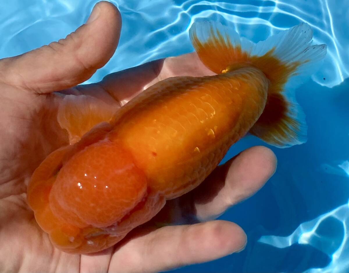 8*BIG Aichi production golgfish *3 -years old 16.5cm male * same day successful bid 3 and more free shipping ( one part region . charge have, explanatory note reference ), shipping un- possible region equipped 