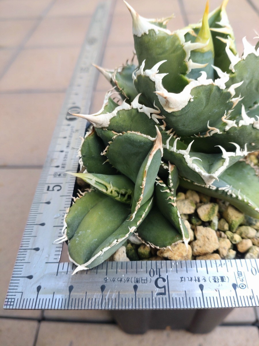 Yahoo!オークション - Sierra Mixteca Extra White Thorn Yahoo!オークション - Sierra Mixteca Extra White Thorn