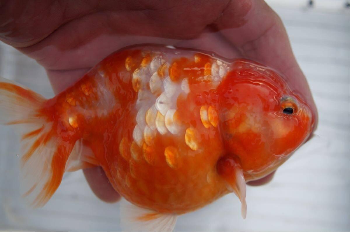 金魚　桜錦 中国産　14cm らんちゅう 江戸錦_画像1