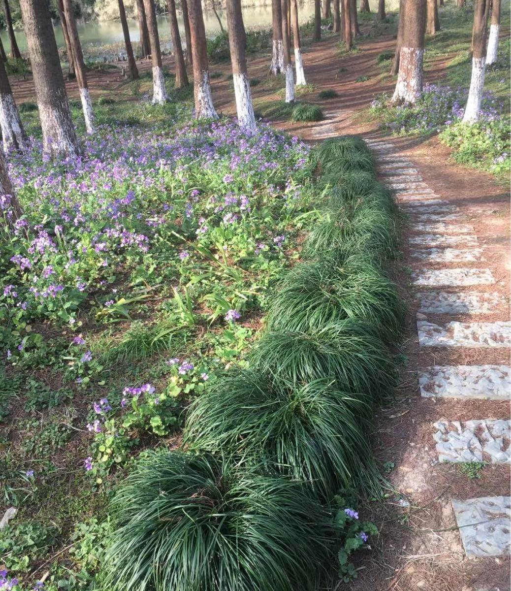 リュウノヒゲ　タマリュウ　グランドカバー　抜き苗　2000株 楽天市場】【レビュー特典あり】 タマリュウ（玉竜）ポット