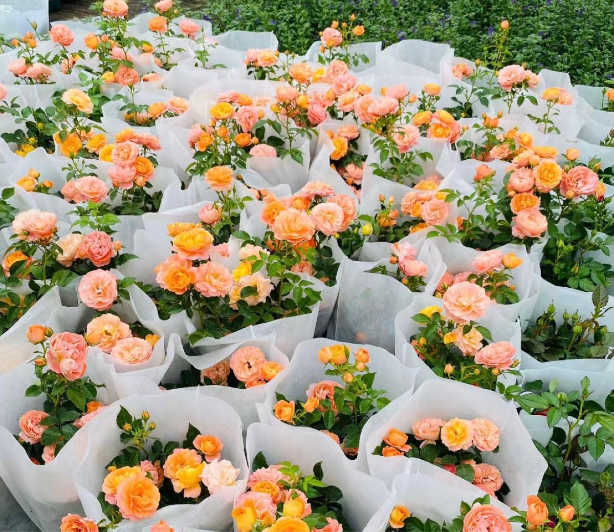 ジューシーテラッツァ 挿し木苗 大輪ミニバラ 完全無農薬 ポット