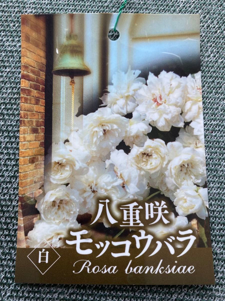 モッコウバラ白　八重咲き大苗木　写真ごと宅急便発送　花咲きそろそろ終了　値下げしました