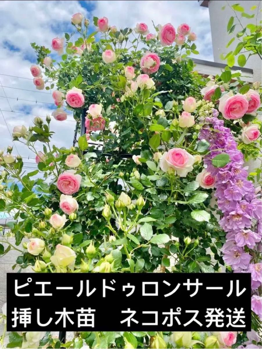 バラ苗 挿し木苗 ピエールドゥロンサール - インテリア小物