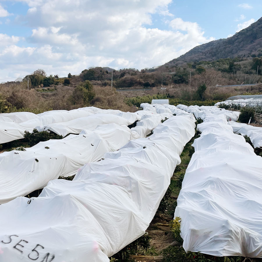 愛媛県産　せとかみかん　訳アリC品　ご家庭用　5kg　農家直送　送料無料　大三島　福本農園　セトカ_画像6