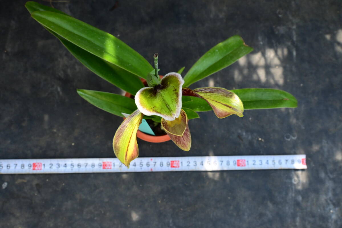 II-20 Paph. villosum var boxalii fma. atratum x sib.　開花中　洋蘭 原種 パフィオ　(R6.00324-II) _画像5