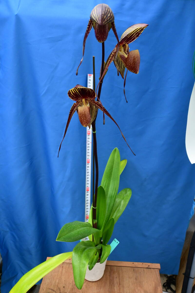 II-2 Paph. Johanna Burkhardt 'Black Eagle' SBM/JOGA 　開花中　洋蘭 交配種 パフィオ　(R6.00324-II) _画像1