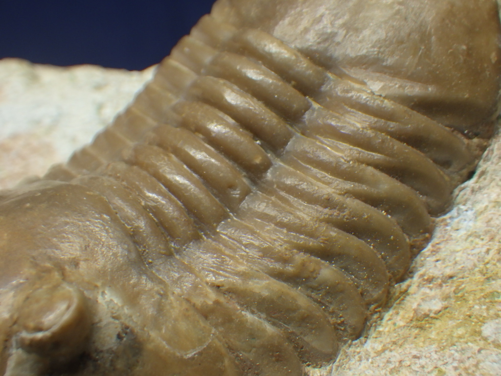 巣穴ロシア 希少種 Onchometopus volborthi 三葉虫化石0312の画像7