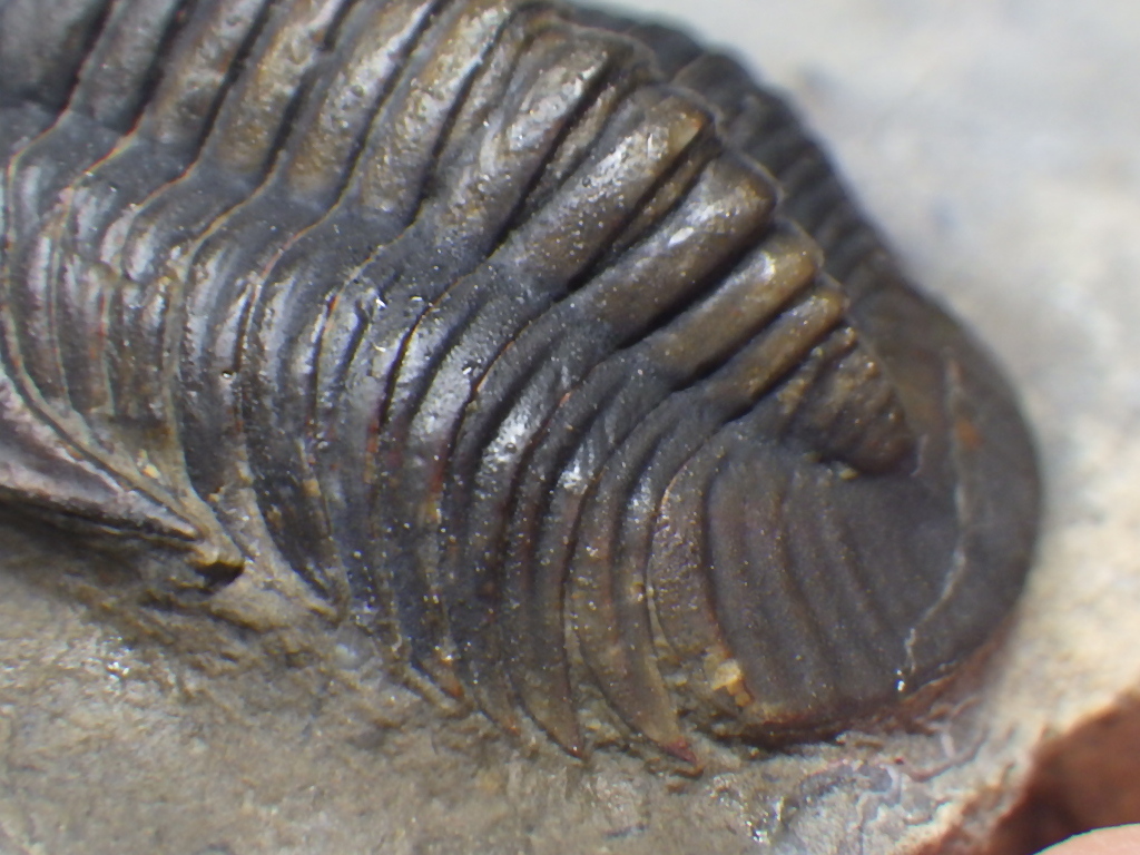 巣穴モロッコ 希少種 Dalejoproetus owensi 三葉虫化石0313の画像6