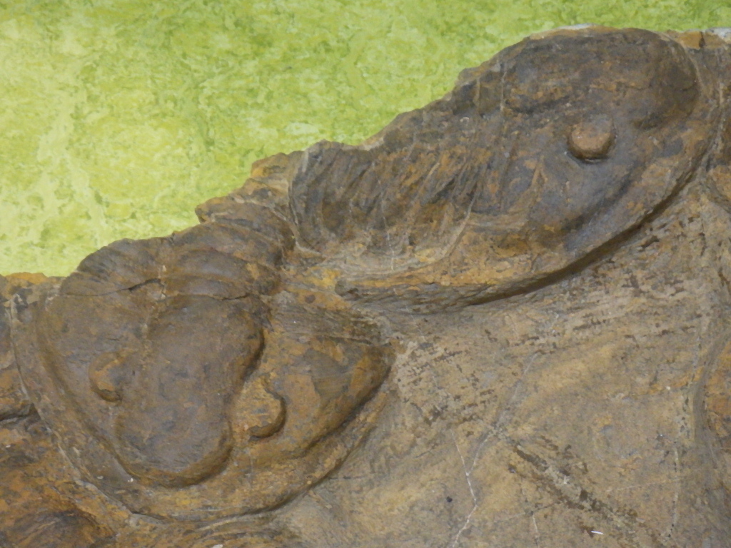 巣穴モロッコ 希少13体 Asaphellus tataensis 三葉虫化石0314の画像5