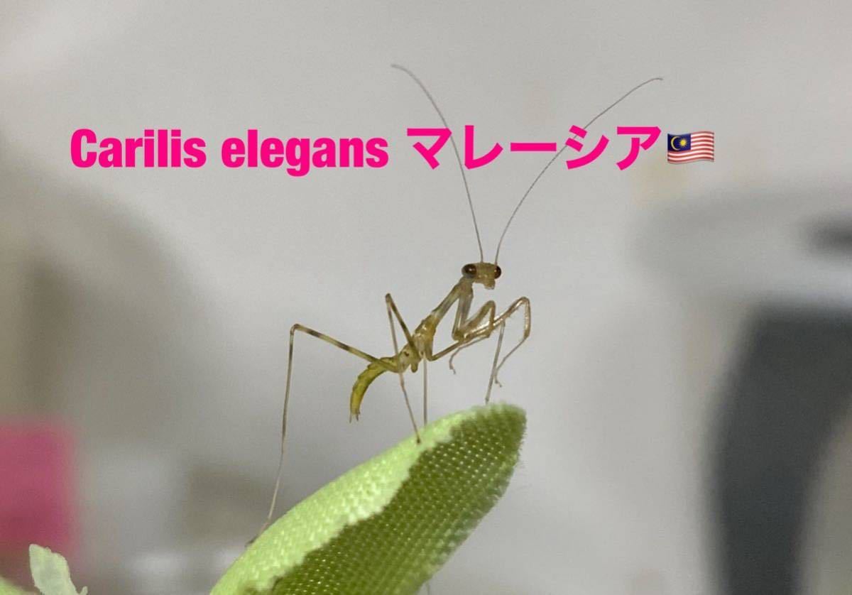 Caliris elegans マレーシア産　初令幼虫7匹セット　カリリス　カマキリ　※サービスあり※補償あり　カマキリ株式会社_画像1