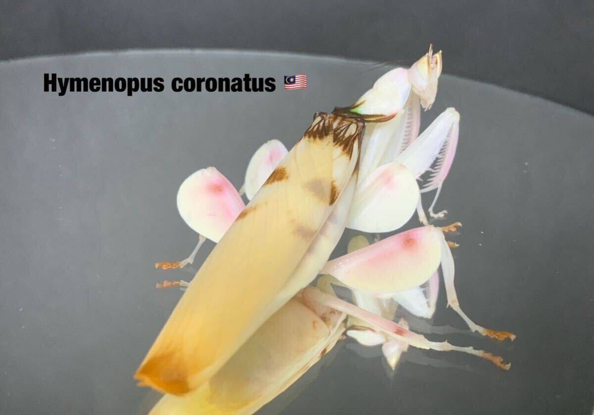 Hymenopus coronatus マレーシア産　初令7匹セット　ハナカマキリ　カマキリ　※補償あり　カマキリ株式会社_画像5