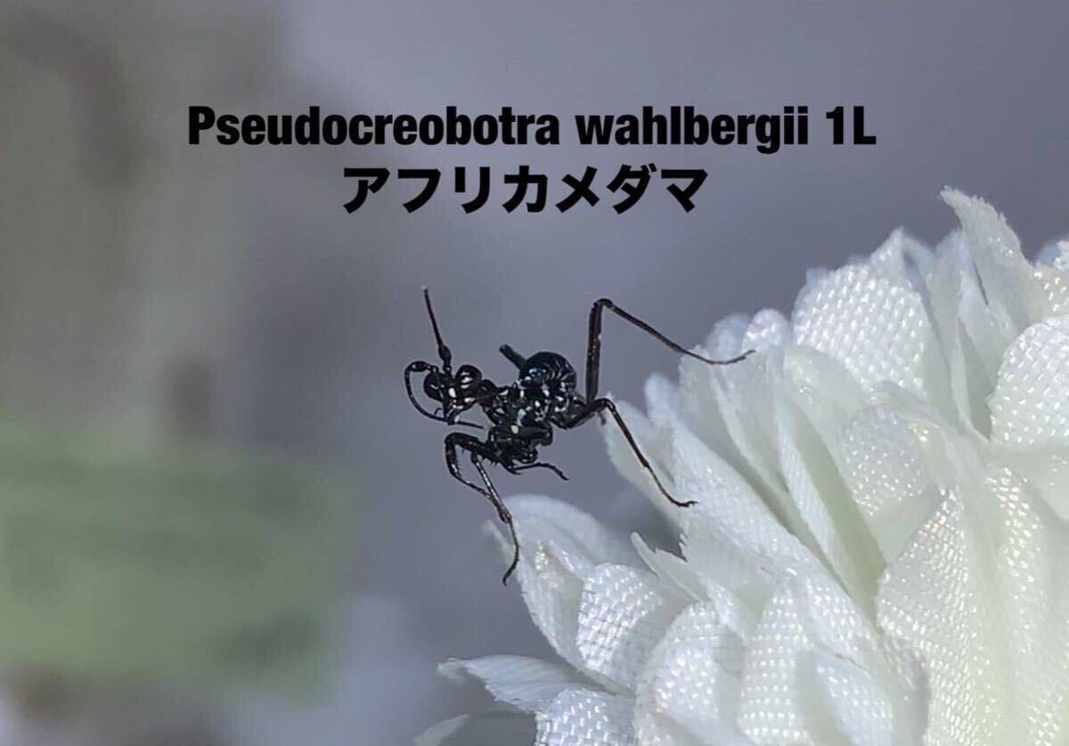 Pseudocreobotra wahlbergii タンザニア産　　初令5匹セット　アフリカメダマ　カマキリ　※サービスあり　※補償あり　カマキリ株式会社_画像2