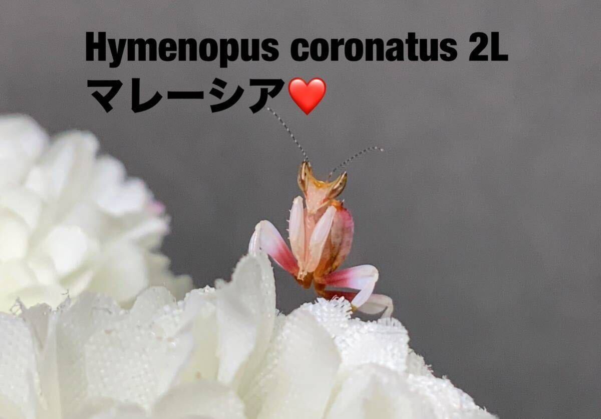 Hymenopus coronatus マレーシア産　2令幼虫5匹セット　ハナカマキリ　カマキリ　※補償あり　カマキリ株式会社_画像1