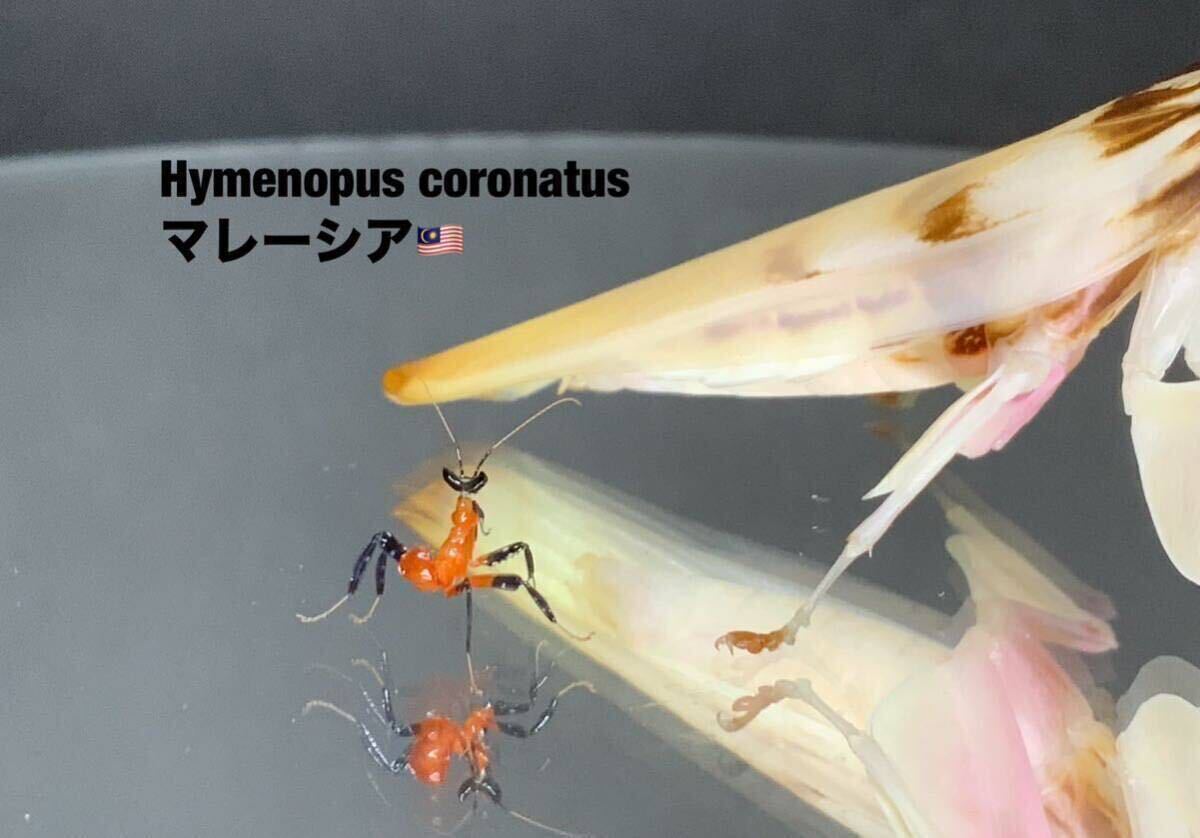 Hymenopus coronatus マレーシア産　2令幼虫5匹セット　ハナカマキリ　カマキリ　※補償あり　カマキリ株式会社_画像6