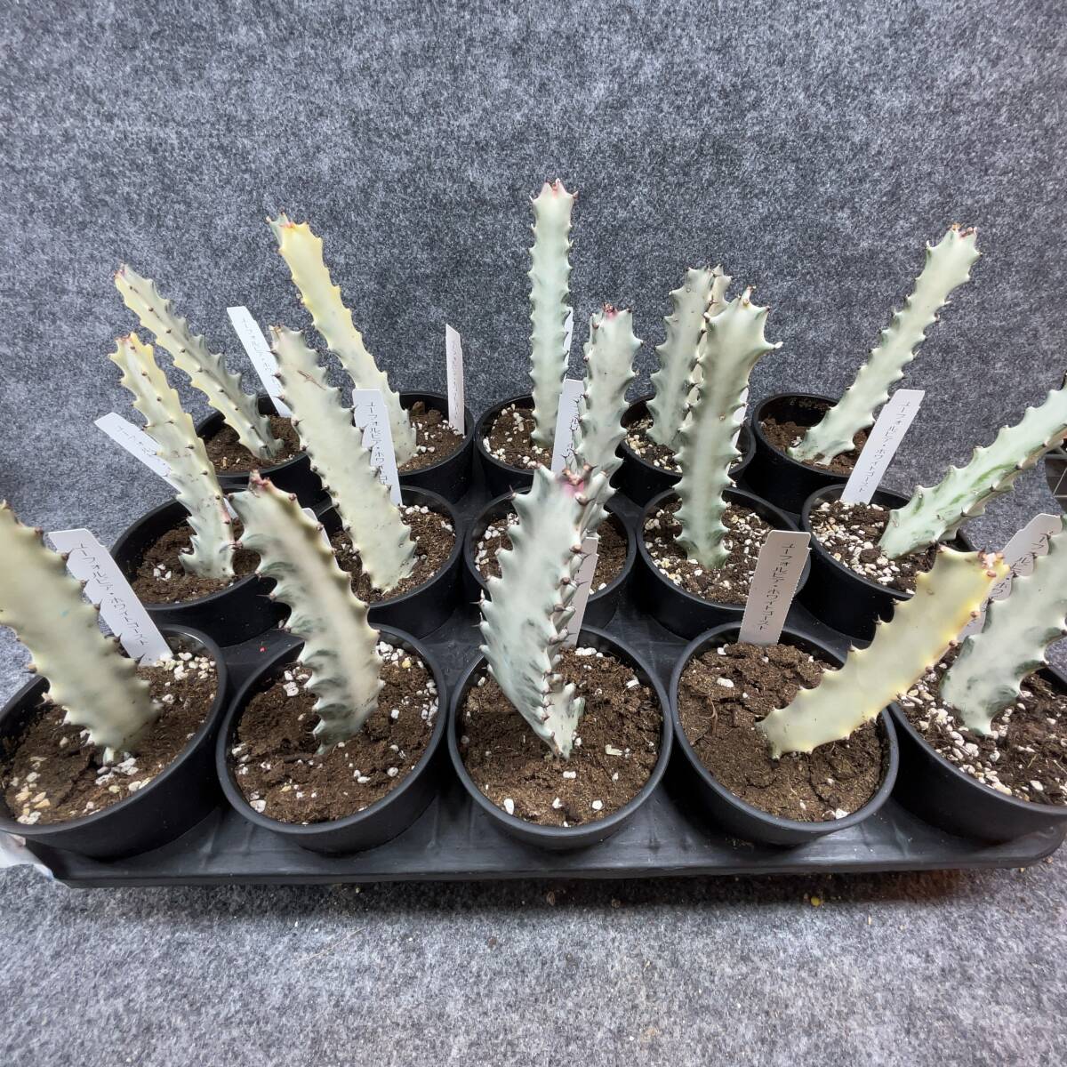 【15鉢まとめて・まるごと発送】ユーフォルビア・ホワイトゴースト/Euphorbia lactea White Ghost/ 3.5号鉢 【現品】24-3-1-14 _画像1