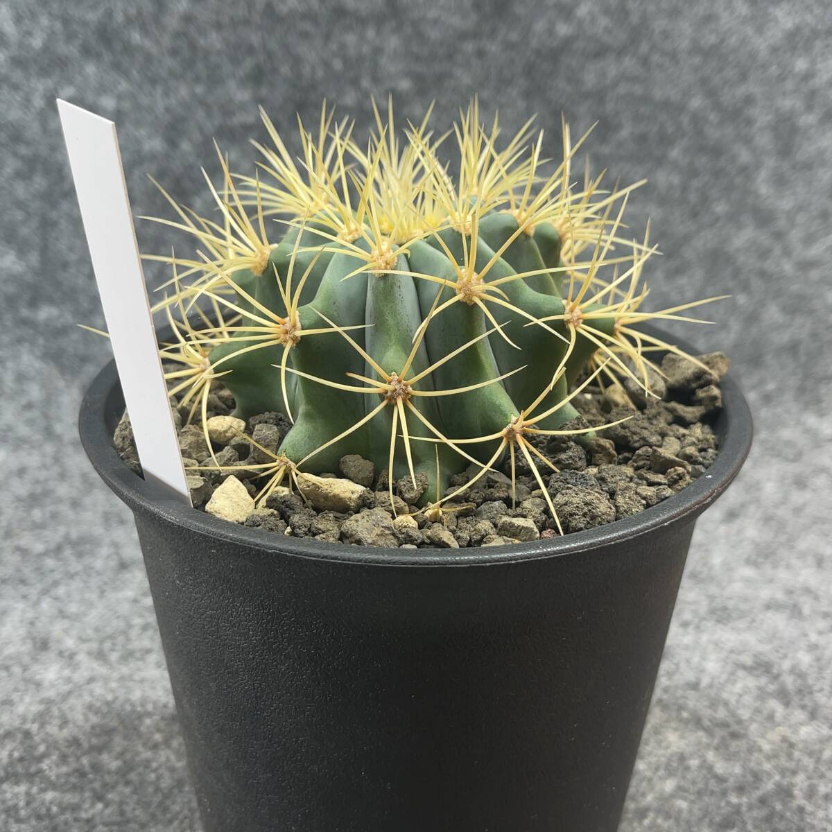 【鉢ごと発送】サボテン 王冠竜(おうかんりゅう) Ferocactus glaucescens/5号鉢/サボテン・多肉植物【現品】 M24-3-2-03_画像8