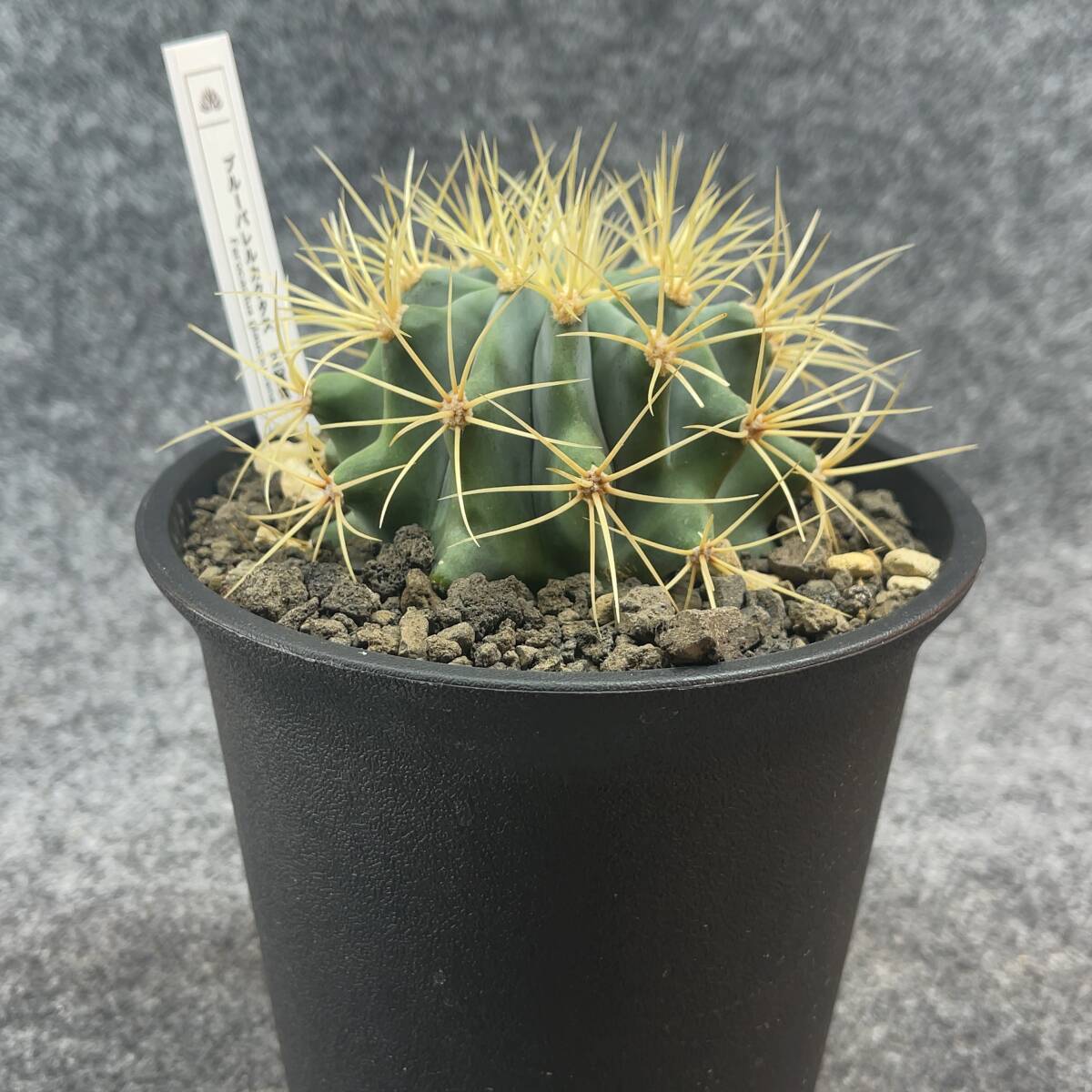 【鉢ごと発送】サボテン 王冠竜(おうかんりゅう) Ferocactus glaucescens/5号鉢/サボテン・多肉植物【現品】 M24-3-2-03_画像7