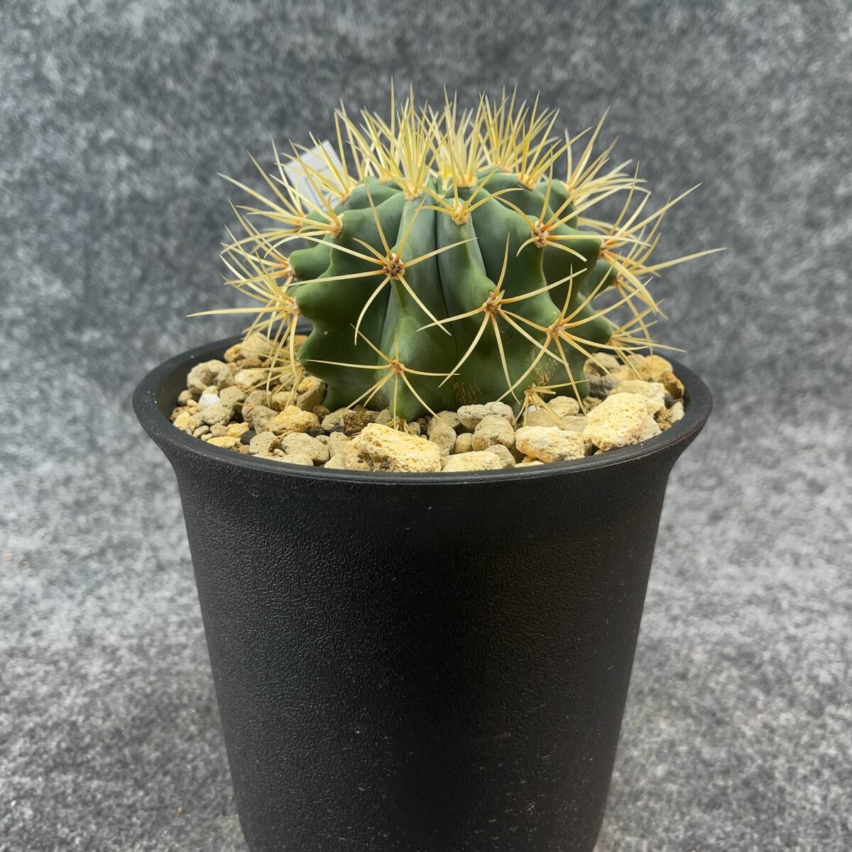 【鉢ごと発送】サボテン 王冠竜(おうかんりゅう) Ferocactus glaucescens/5号鉢/サボテン・多肉植物【現品】 M24-3-2-06_画像4