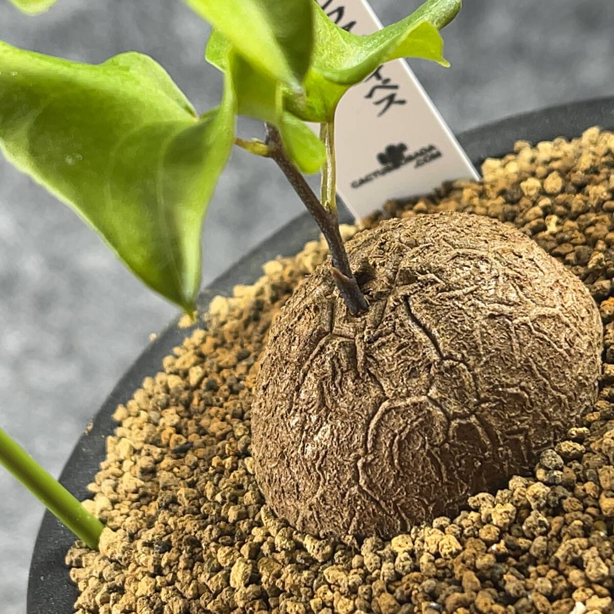 【鉢ごと発送】アフリカ型・亀甲竜 / Dioscorea elephantipes / 3号鉢 / 塊根・多肉植物【現品】 24-3-3-40の画像1