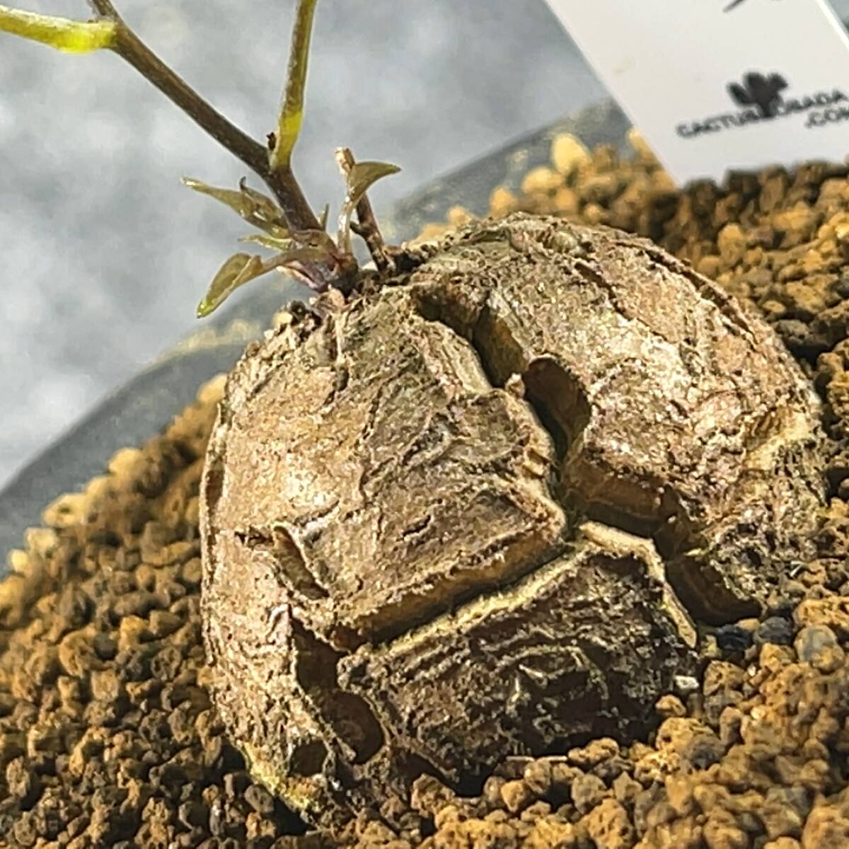 【鉢ごと発送】アフリカ型・亀甲竜 / Dioscorea elephantipes / 3号鉢 / 塊根・多肉植物【現品】 24-3-3-57の画像1