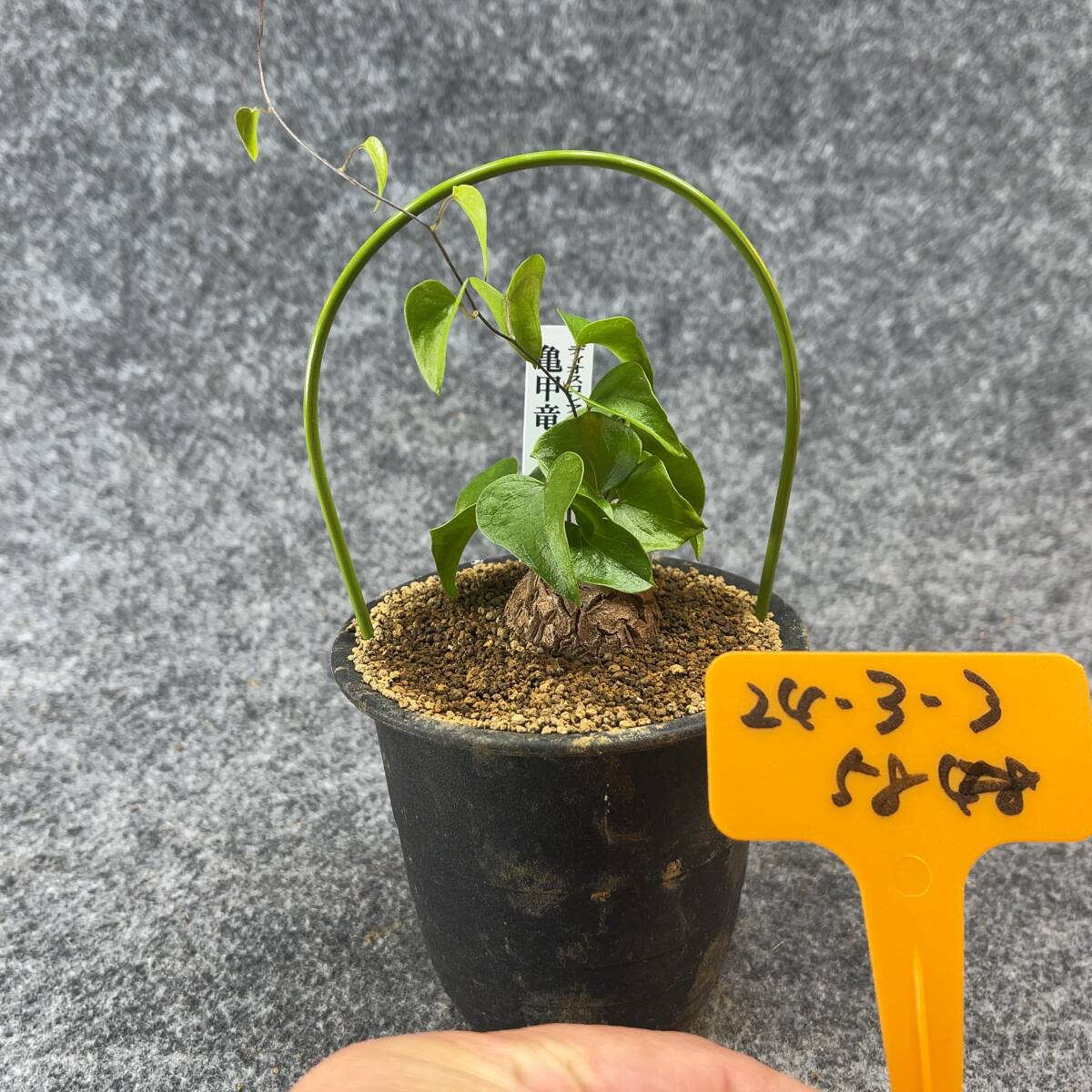 【鉢ごと発送】アフリカ型・亀甲竜 / Dioscorea elephantipes / 3号鉢 / 塊根・多肉植物【現品】 24-3-3-58の画像4