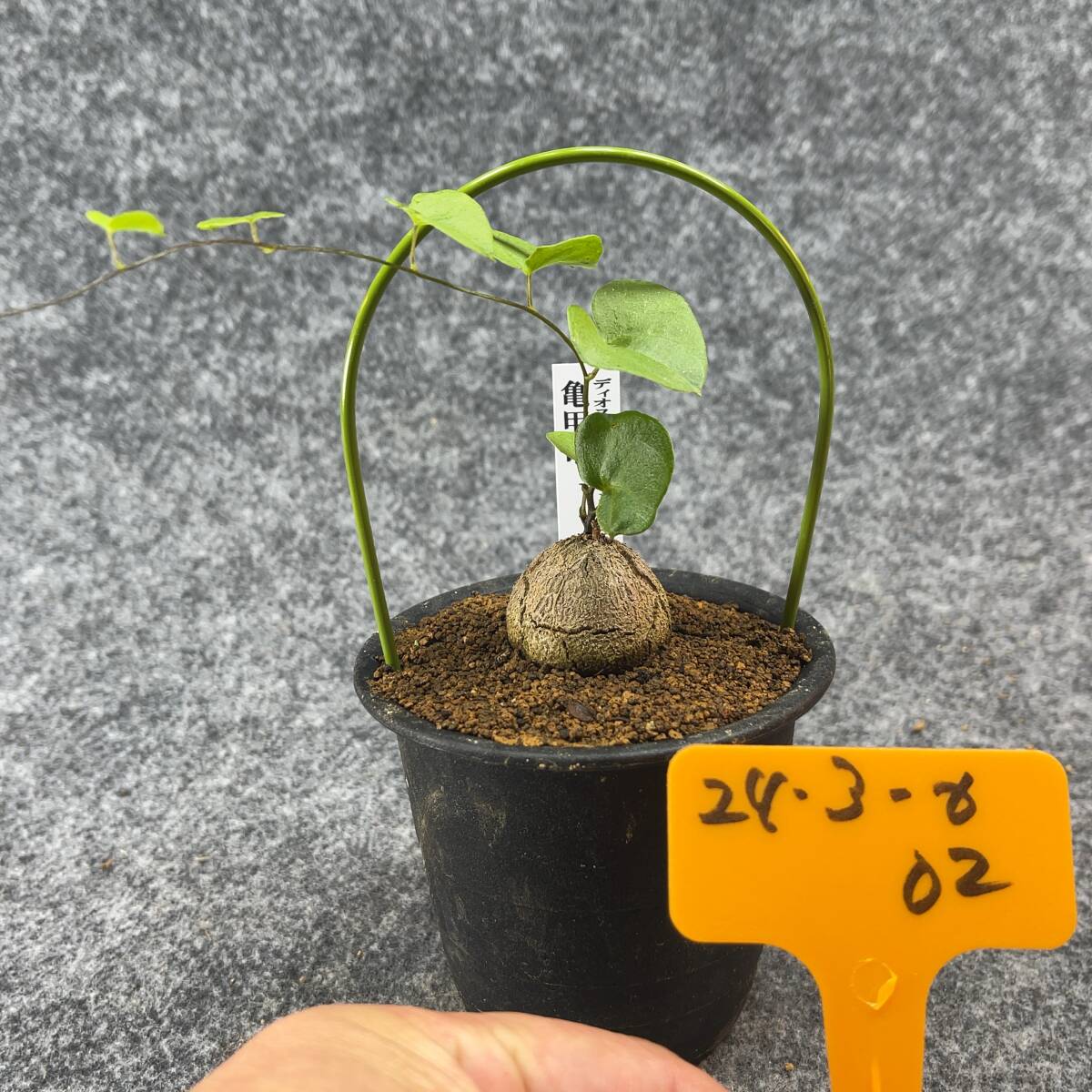 【鉢ごと発送】アフリカ型・亀甲竜 / Dioscorea elephantipes / 3号鉢 / 塊根・多肉植物【現品】 24-3-3-6-02の画像4