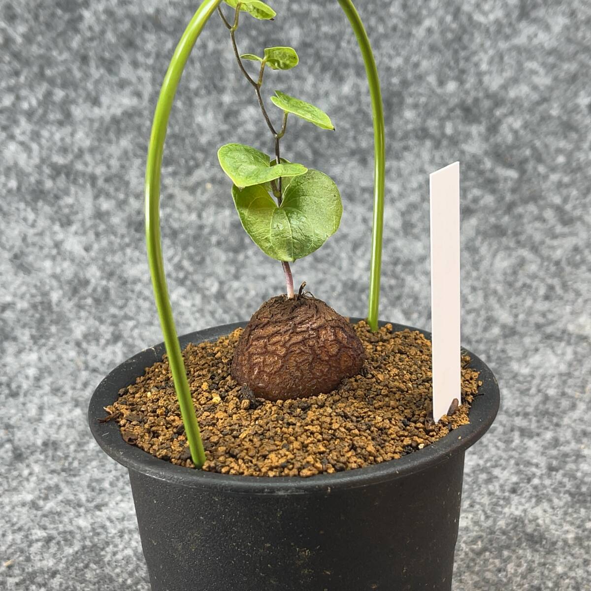 【鉢ごと発送】アフリカ型・亀甲竜 / Dioscorea elephantipes / 3号鉢 / 塊根・多肉植物【現品】 24-3-6-11_画像8