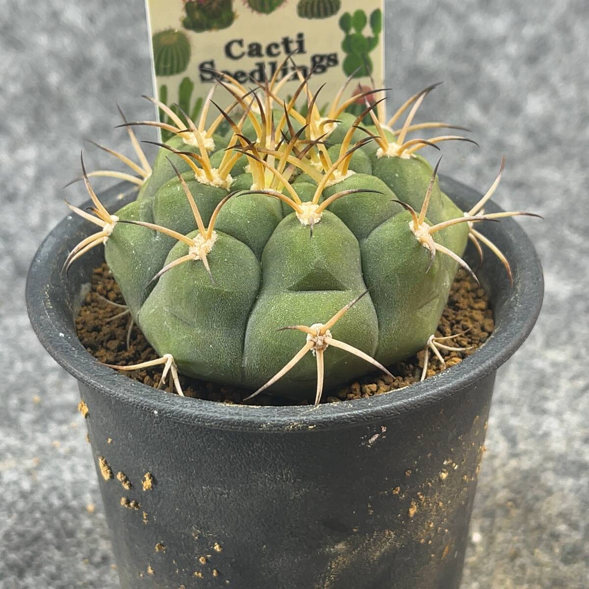 【鉢ごと発送】サボテン　ゼガラエ　/ Gymnocalycium pflanzii ssp.zegarrae / 3号鉢 / サボテン・塊根・多肉植物【現品】24-3-12-21_画像5