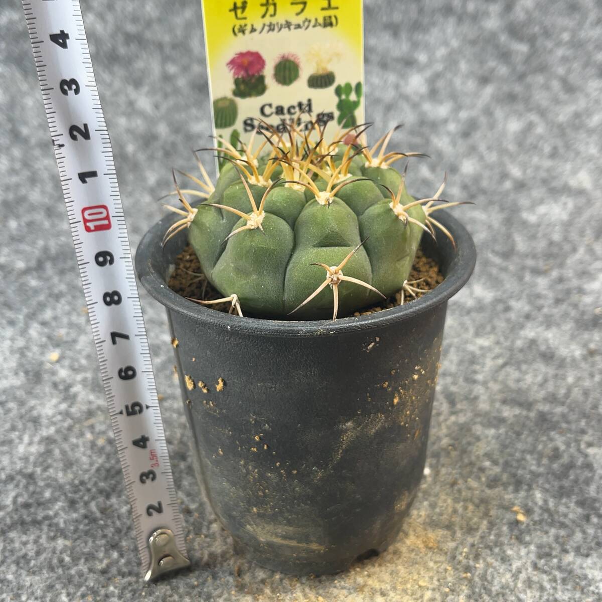 【鉢ごと発送】サボテン　ゼガラエ　/ Gymnocalycium pflanzii ssp.zegarrae / 3号鉢 / サボテン・塊根・多肉植物【現品】24-3-12-21_画像10