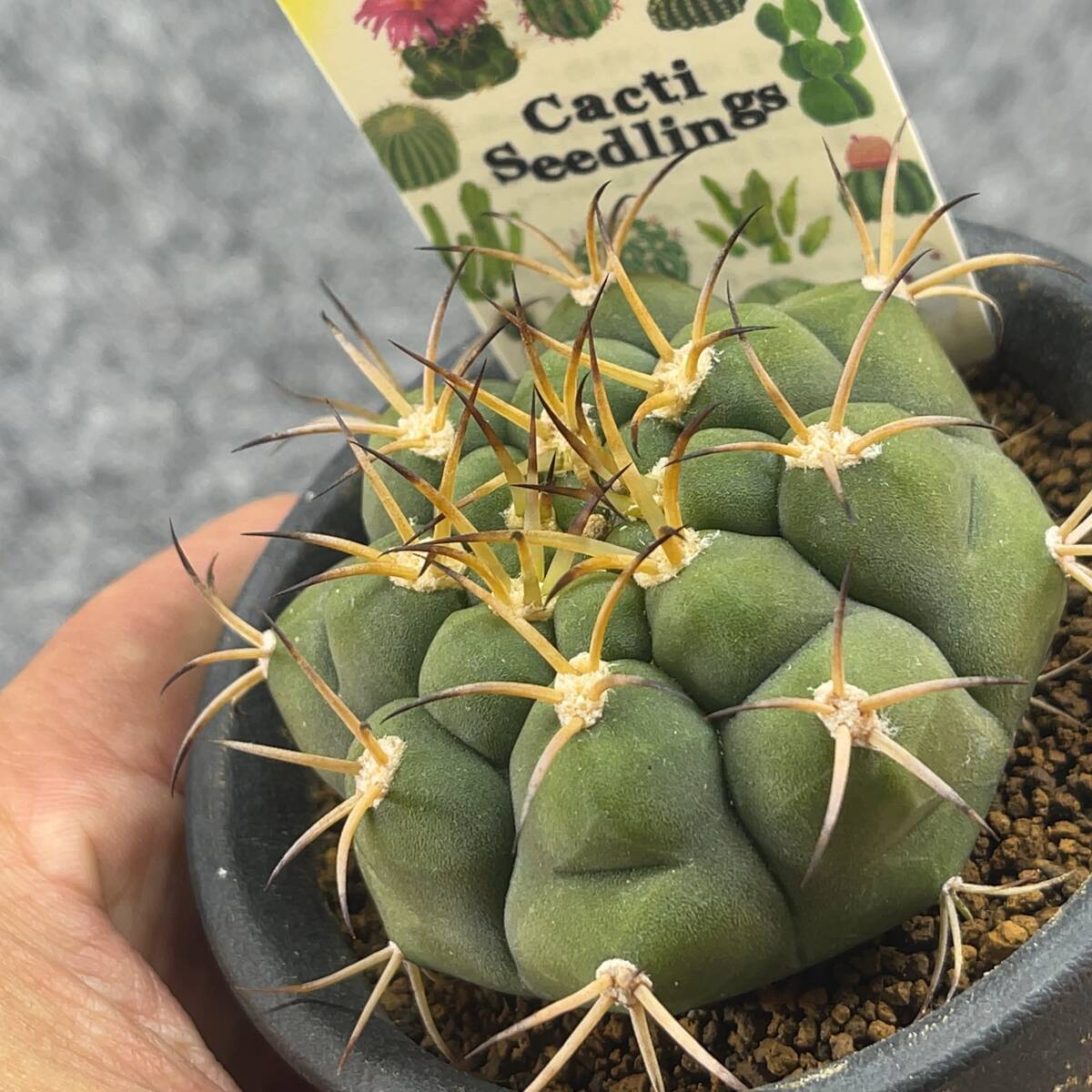 【鉢ごと発送】サボテン　ゼガラエ　/ Gymnocalycium pflanzii ssp.zegarrae / 3号鉢 / サボテン・塊根・多肉植物【現品】24-3-12-21_画像3