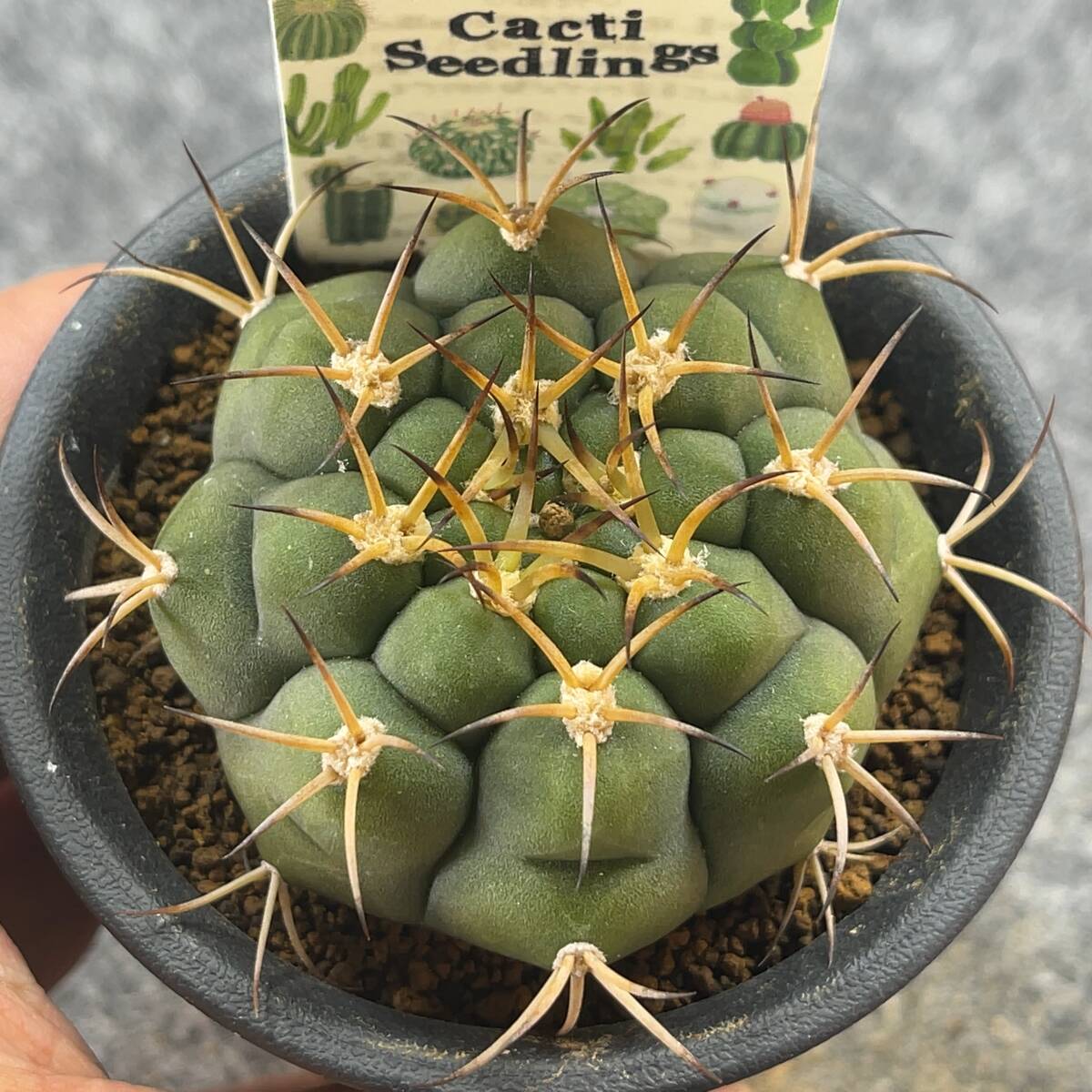 【鉢ごと発送】サボテン　ゼガラエ　/ Gymnocalycium pflanzii ssp.zegarrae / 3号鉢 / サボテン・塊根・多肉植物【現品】24-3-12-21_画像2