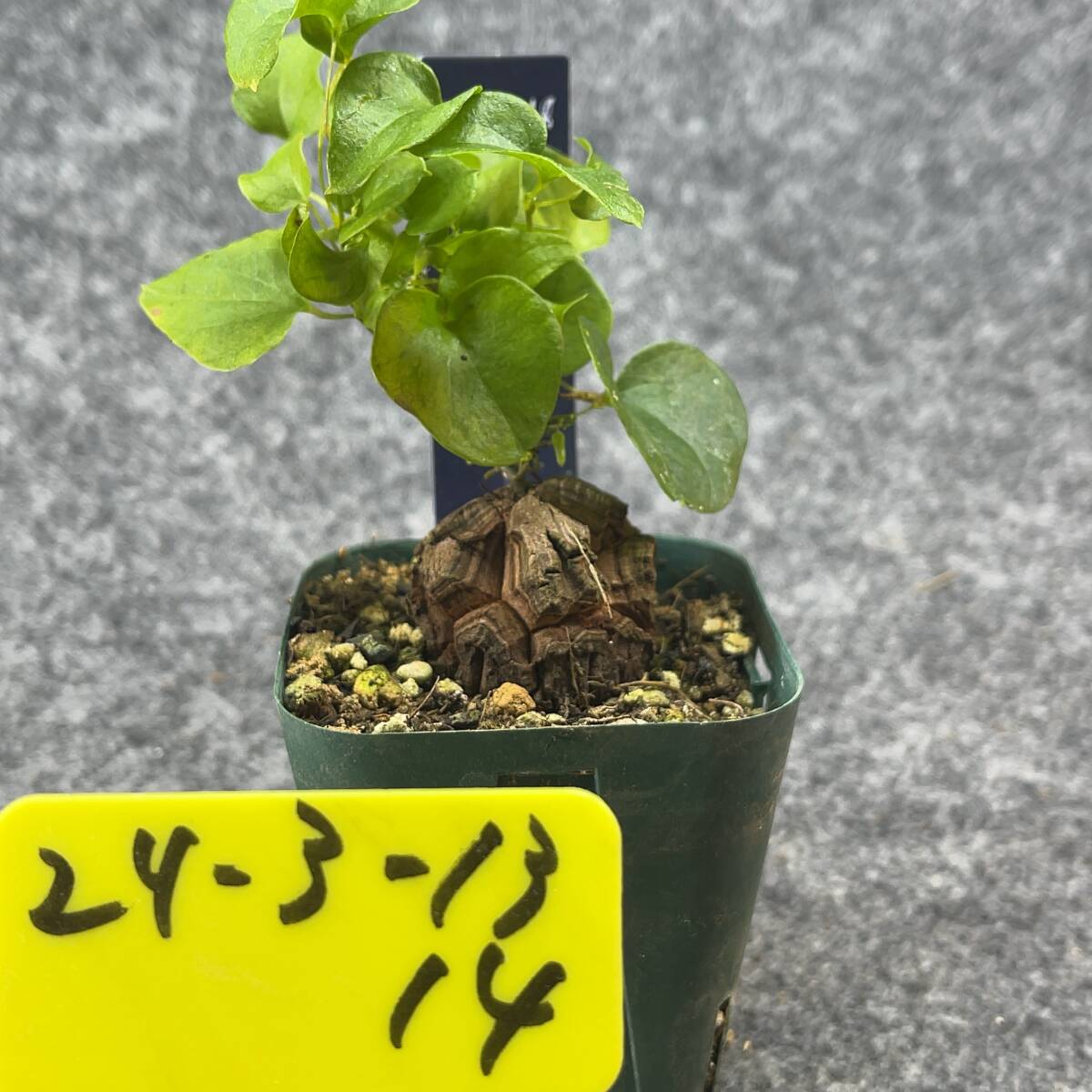 【鉢ごと発送】アフリカ型　亀甲竜 / Dioscorea elephantipes / 2.5号鉢 / 塊根・多肉植物【現品】 24-3-13-14_画像4