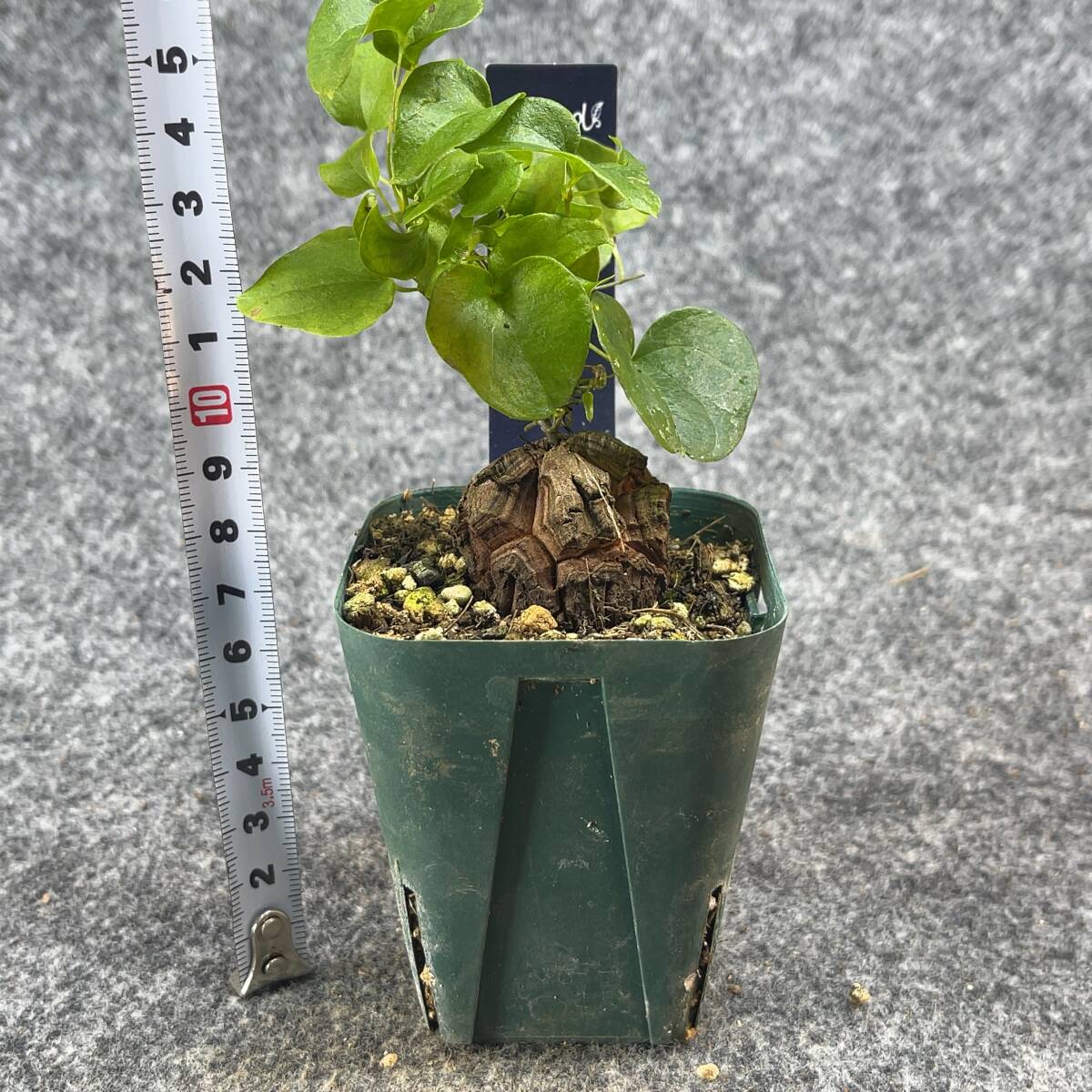 【鉢ごと発送】アフリカ型　亀甲竜 / Dioscorea elephantipes / 2.5号鉢 / 塊根・多肉植物【現品】 24-3-13-14_画像9