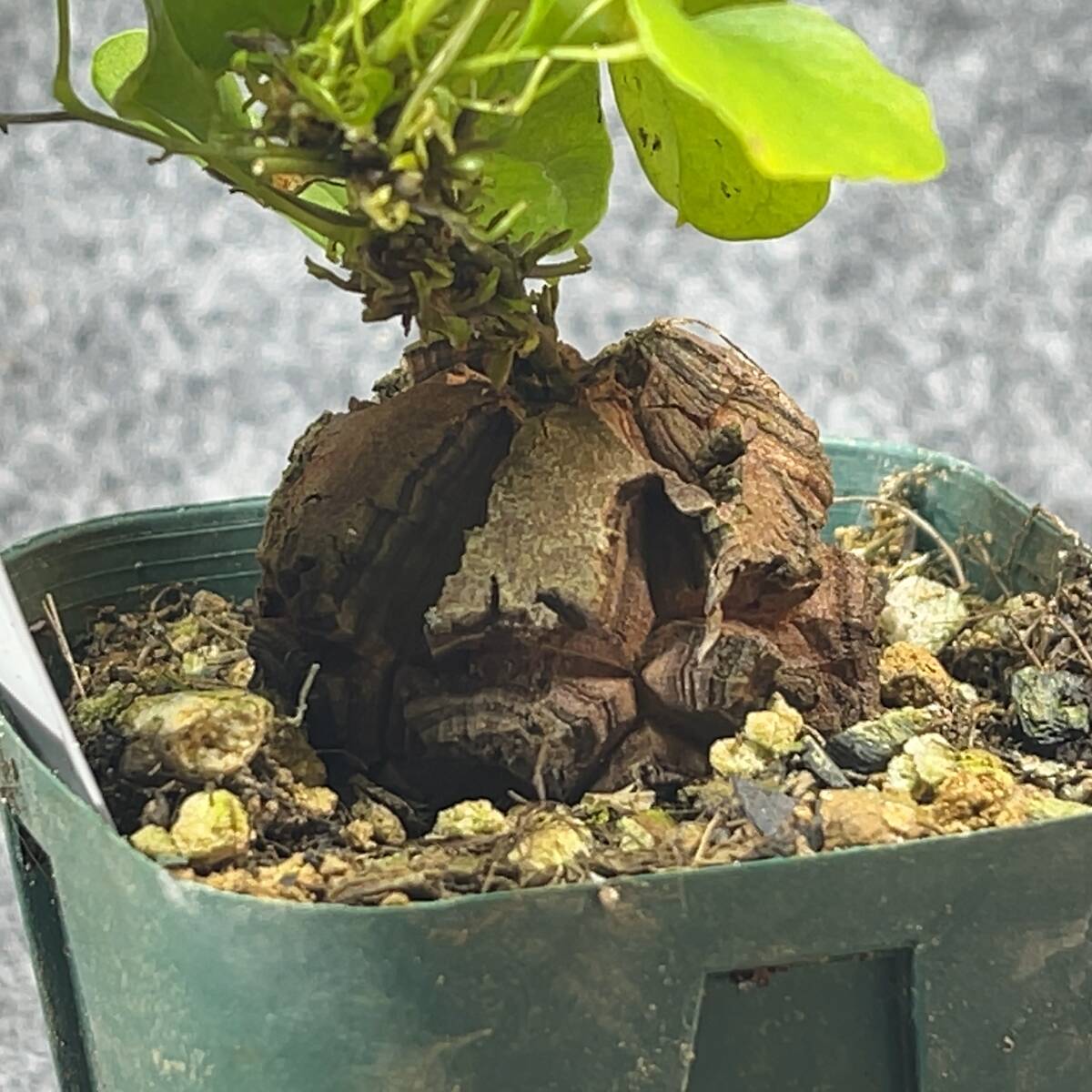 【鉢ごと発送】アフリカ型　亀甲竜 / Dioscorea elephantipes / 2.5号鉢 / 塊根・多肉植物【現品】 24-3-13-14_画像7