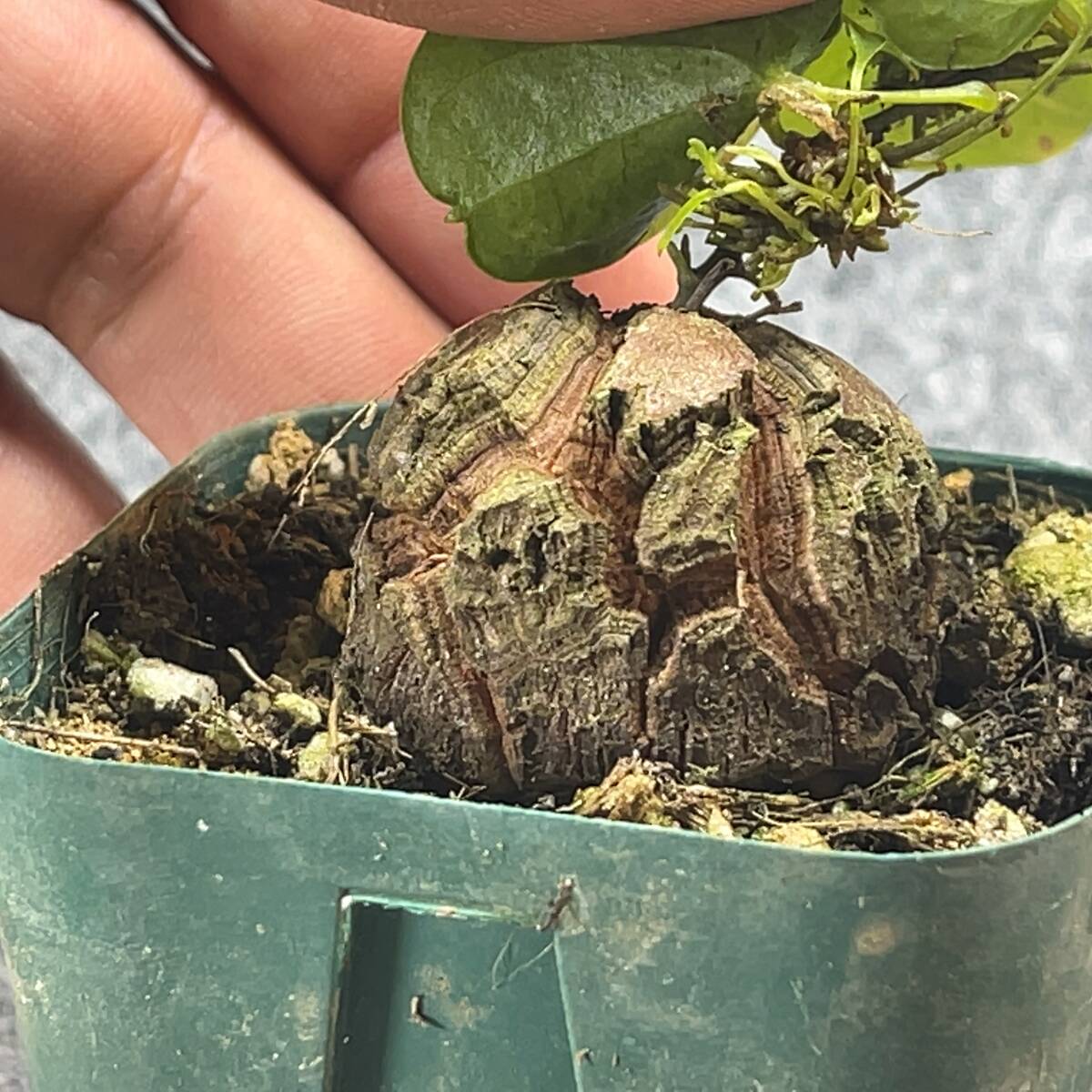 【鉢ごと発送】アフリカ型　亀甲竜 / Dioscorea elephantipes / 2.5号鉢 / 塊根・多肉植物【現品】 24-3-13-14_画像8