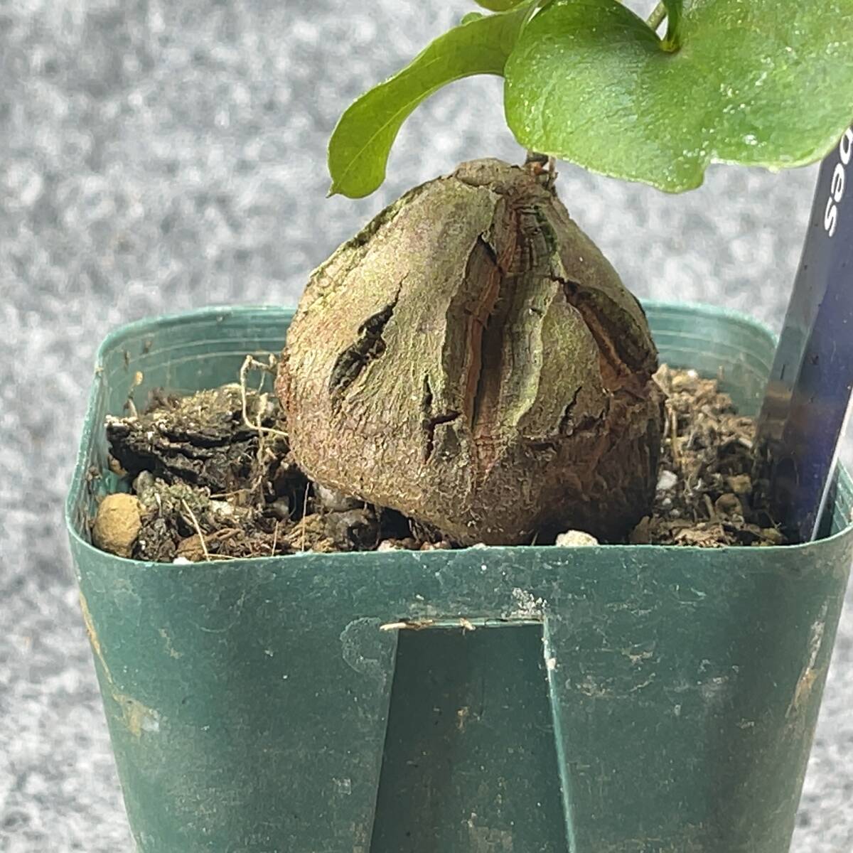 【鉢ごと発送】アフリカ型　亀甲竜 / Dioscorea elephantipes / 2.5号鉢 / 塊根・多肉植物【現品】 24-3-13-22_画像8