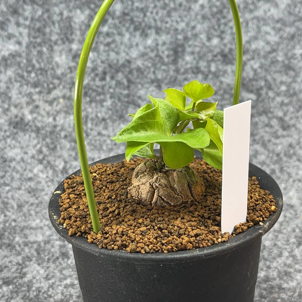 【鉢ごと発送】アフリカ型 亀甲竜 / Dioscorea elephantipes / 4号鉢 / 塊根・多肉植物【現品】 24-3-14-9の画像8