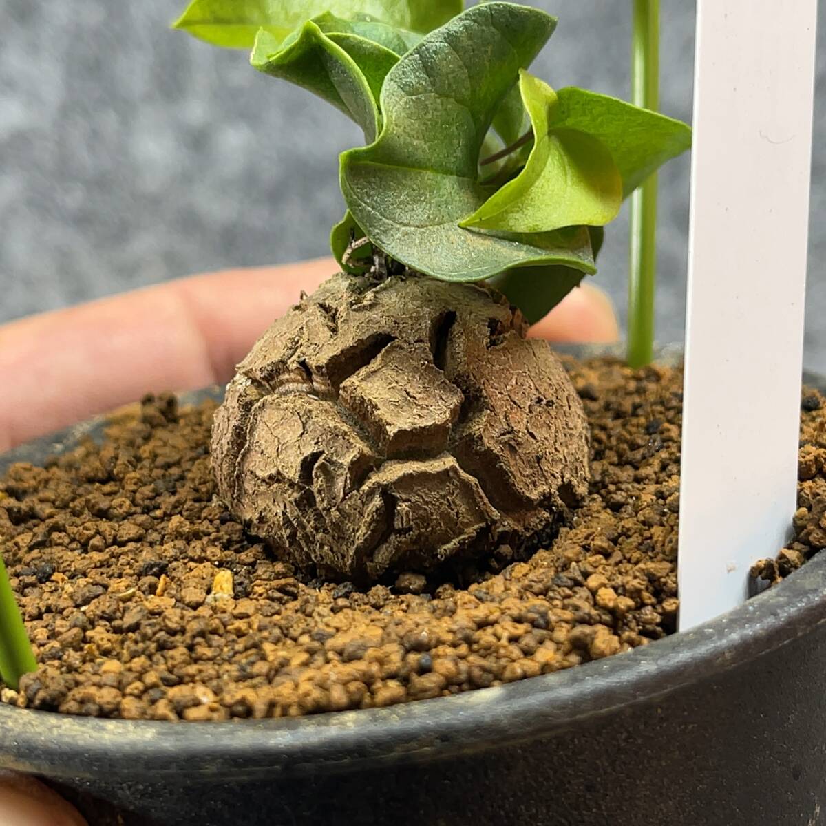 【鉢ごと発送】アフリカ型 亀甲竜 / Dioscorea elephantipes / 4号鉢 / 塊根・多肉植物【現品】 24-3-14-10_画像1